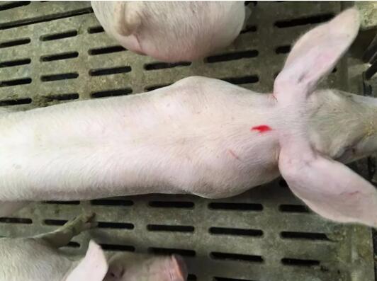 肥猪呼吸道疾病反复发作、治疗效果差怎么办？试试这个方法