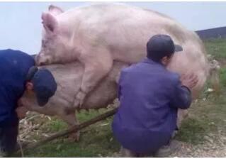 别磨叽！猪场仔猪拉稀就用这个妙方，1吨料仅需30块钱！