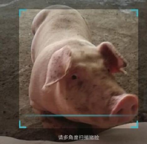 人工智能养猪真的要来了！“猪脸识别”正式发布