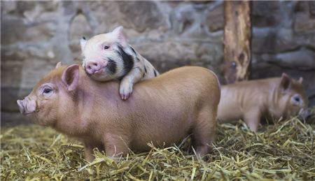 批次化管理技术对养猪场生物安全的影响