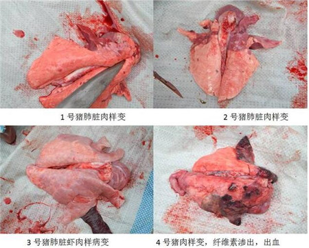 春季猪场该如何选择蓝耳病疫苗？