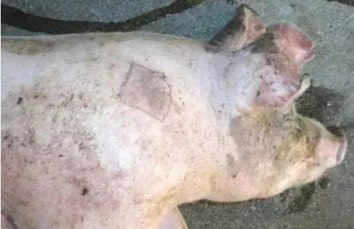 这是猪丹毒吗？该病再杀“回马枪”，谨防防控！