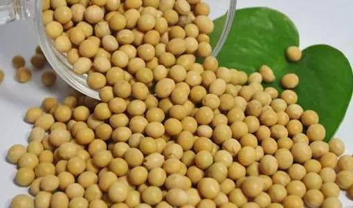 中美贸易战，中国会不会打出大豆这张王牌？