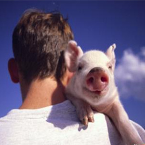 现在猪价多少钱一斤？2018至2019年猪价走势如何？