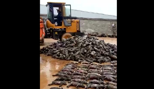 广西这家猪场5000多头猪一夜间全死光了，1500万元血本无归……