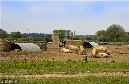 @养猪户，2018年养猪业七大新特点与四点建议