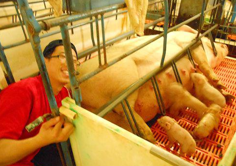母猪生产时掏猪到底是用左手掏，还是右手掏？