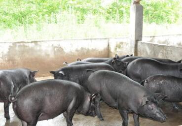 不是每个人都能养扶贫猪！某猪场三个月亏10万！