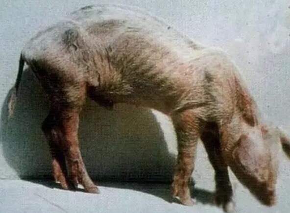 猪场的僵猪，不要急着淘汰，这样处理最划算！