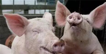 环保拆迁仍在进行！广东这里清理生猪2.3万头，家禽34万只