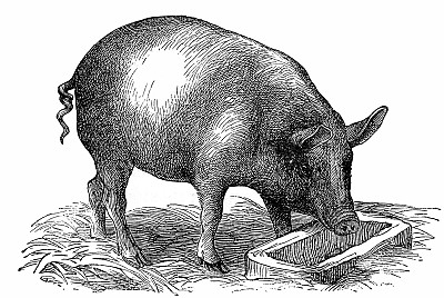 税率变化对国内猪市影响几何，将帮助国内生猪养殖行业扭亏为盈？