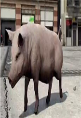 稀奇！这只猪进警察局里面干什么?