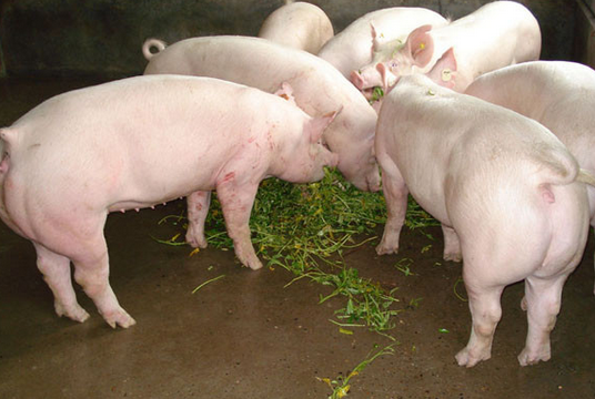批次化管理技术对养猪场生物安全的影响？