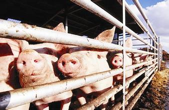 批次化生产--规模化猪场高效管理的趋势？