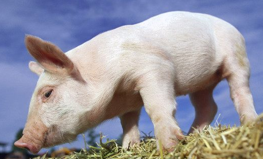 共享经济下共享年猪出现，你认为有发展的前景吗