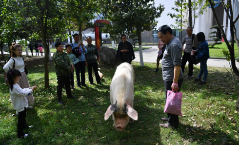 满血复活！曾倒地不起的“猪坚强”恢复每天两次散步