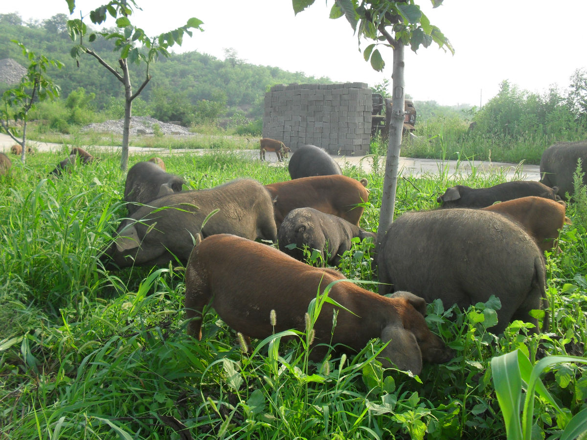 对美国猪肉加征25%关税今起实施， 助推猪价继续反弹