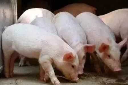 夏季来了，猪脑炎型链球菌多发，你得这样治！