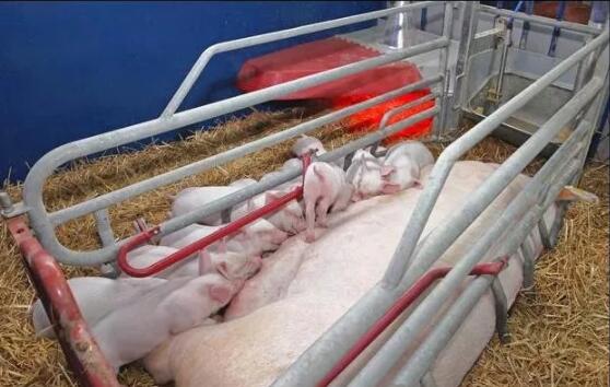 母猪奶水不好，搞清楚这些原因，对症解决！！！  