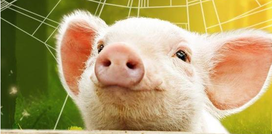 内蒙古发生非洲猪瘟、河南省再添一起，半个中国的生猪将暂禁跨省调运！