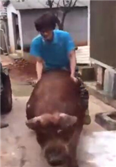 爆笑老表骑猪去探亲！
