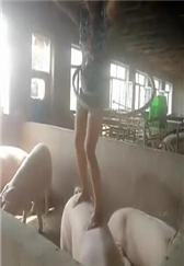 养猪人看过来！猪背上的有氧运动~