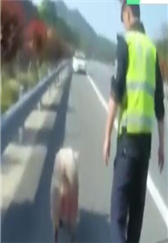 交警当“猪倌” 高速路上赶猪~