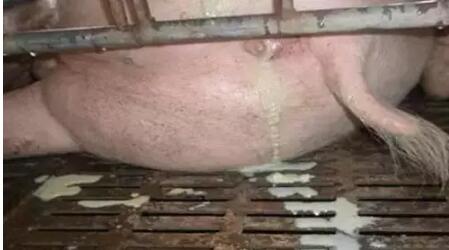 养猪人只因忽视这一点，最终导致母猪不孕？！