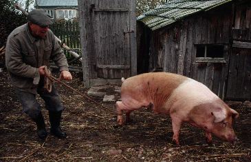 致敬养猪人：他们奉献了所有，却忍受着折磨与误解