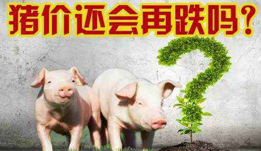 对美大豆要加税，清明节猪价还会涨吗？
