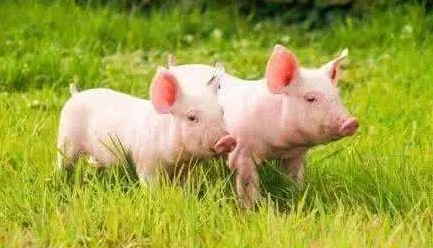 中国病毒追踪者：2万头猪因蝙蝠暴亡，爆发地在首例非典附近