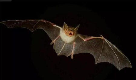 警惕！新型病毒就在非典附近爆发，已致2万多头猪死亡！