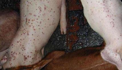 猪场最常见6种病的诊断和实用防治方法，每个都是精髓！