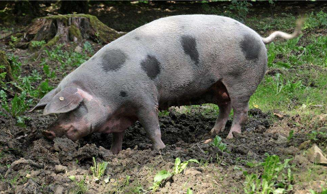 养猪亏损，大型生猪养殖企业还在扩大产能，国家调控真的很难！