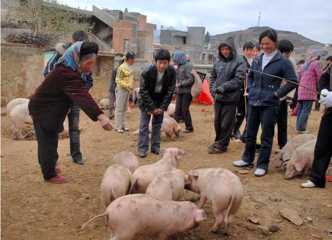 【小妙招】4个卖猪小技巧，想卖个好价钱的过来看看！