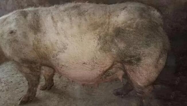 母猪发生胀气原因是采食量？疾病？还是？ 　　