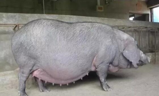 母猪预产期过7天还没动静，老兽医教你如何避免仔猪死亡...