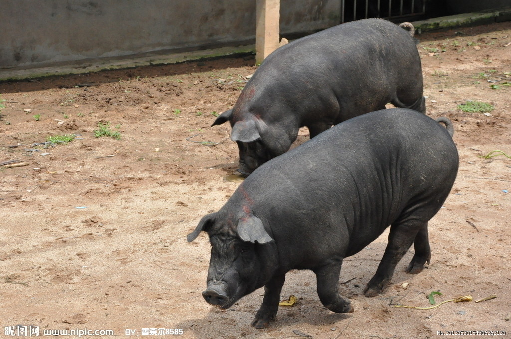 浅谈批次化管理技术对养猪场生物安全的影响