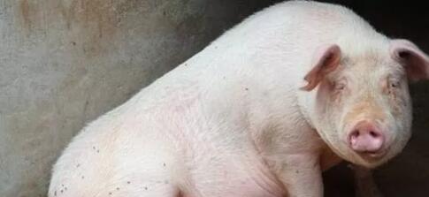 【小妙招】可以有效提高猪配种成功率的小妙招，大多数人都不知道！