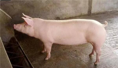 母猪屡配不孕99%和这种病有关系！