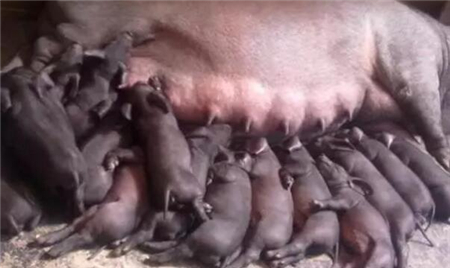 刚出生的仔猪就腹泻？怎么回事？