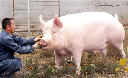 一头都不准养！从限养变禁养，猪农哭诉环保设施白建了！