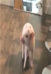 在吃的面前没有哪只猪会轻易妥协 看到它你想到了哪个朋友呢？
