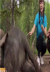 你们知道猪有多懒吗？农村大叔带你去见识一下，懒猪不是白叫的 