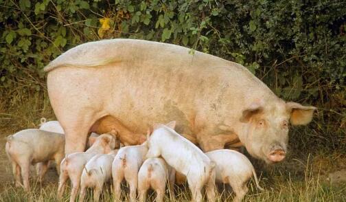 猪增生性回肠炎用药治疗，为什么效果不好？