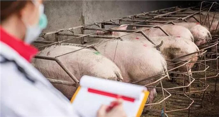 养猪生产中全球最常见的6种猪病，多数养猪人都遇到过！