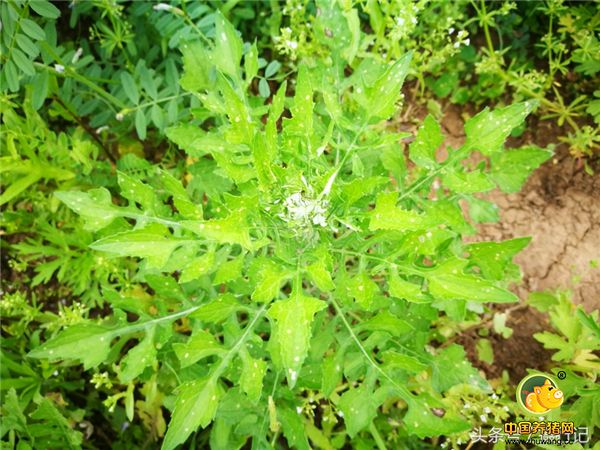 乡间的泥胡菜，又叫猪兜菜，是一种野生牧草，全草能消肿祛瘀等...