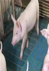 绝了！僵猪、高烧不退、乳房炎竟然靠鸡蛋清就能治好...
