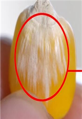 玉米成本不可控？教你4招，快速鉴别玉米优劣！