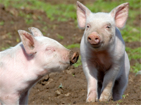 如此接地气的哺乳仔猪的保健方案汇总，你岂能错过！